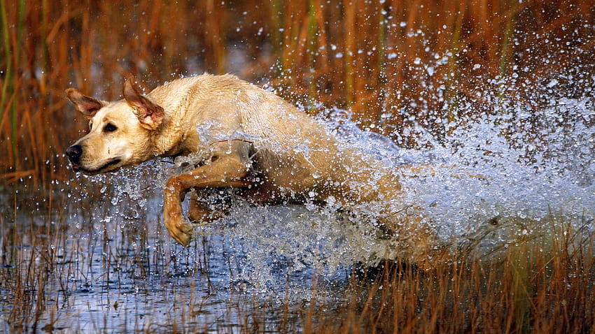 Animals, Water, Grass, Dog, Labrador, Bounce, Jump, Hunt, Hunting HD wallpaper