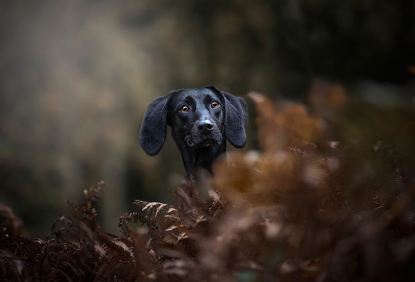 Kara Dachshund, köpeğin ağzı HD duvar kağıdı