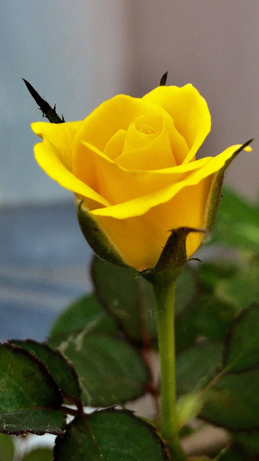 Жълта роза, красиво розово цвете HD тапет за телефон