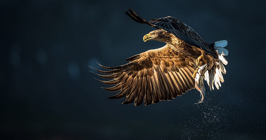 eagle bird catch fish ultra . ololoshenka, Eagles Ultra HD wallpaper