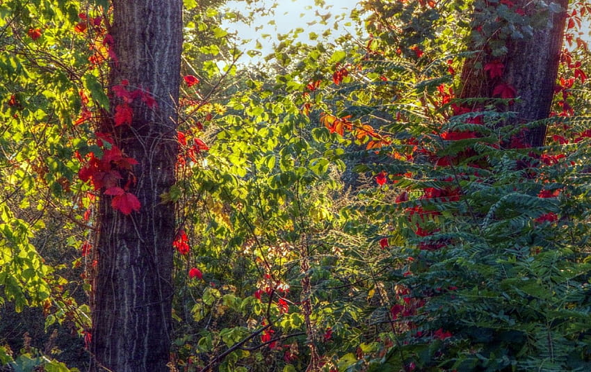 秋の紅葉、葉、光、秋、効果、日没の夕日の光の効果 高画質の壁紙