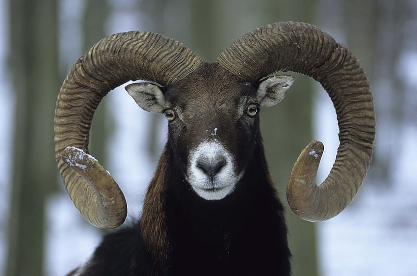 Animals, Winter, Horns, Ram HD wallpaper