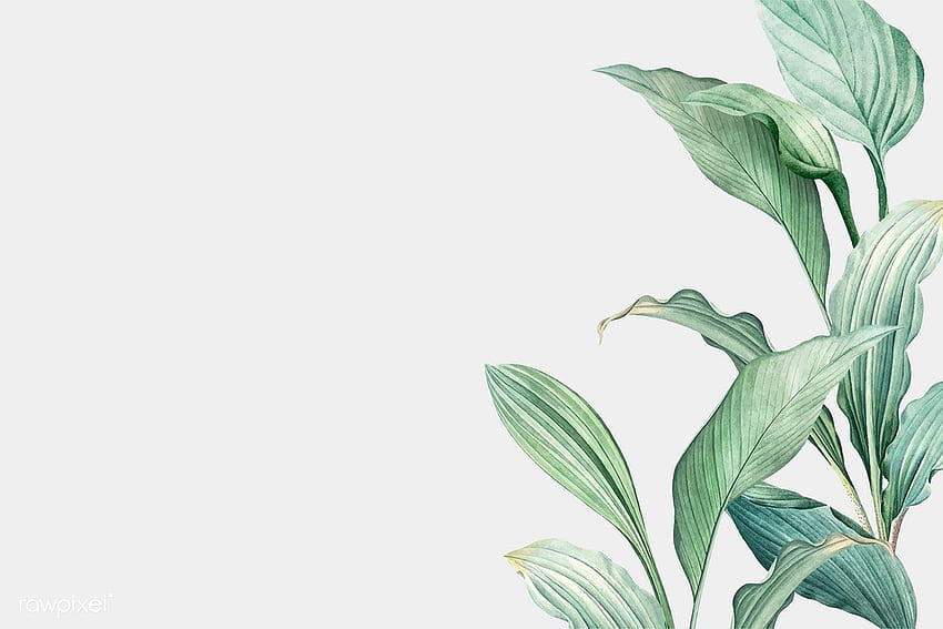 Hand drawn tropical leaves on a white background vector. premium imag. Watercolor , Computer , art, Tropical Aesthetic Laptop HD wallpaper