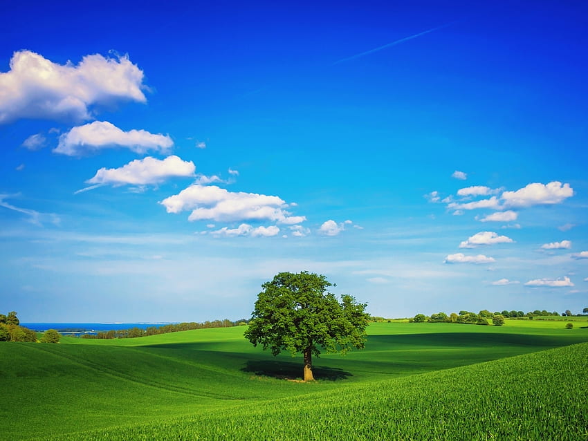 paisagem, árvores, campos, céu, nuvens papel de parede HD