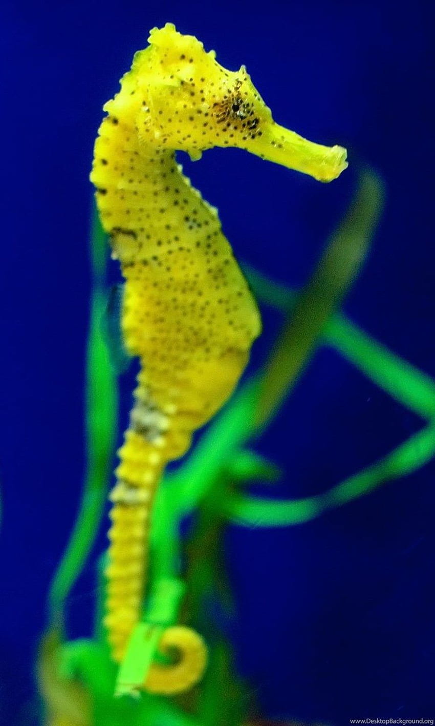 Seahorse Background HD phone wallpaper