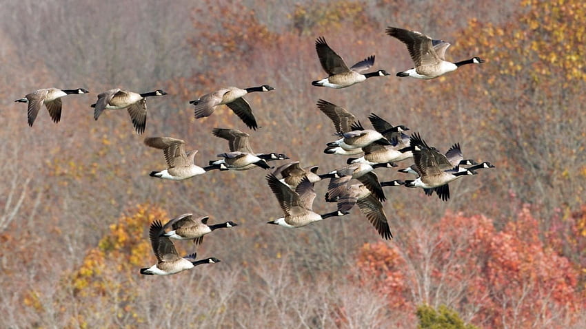 Flying Ducks HD wallpaper