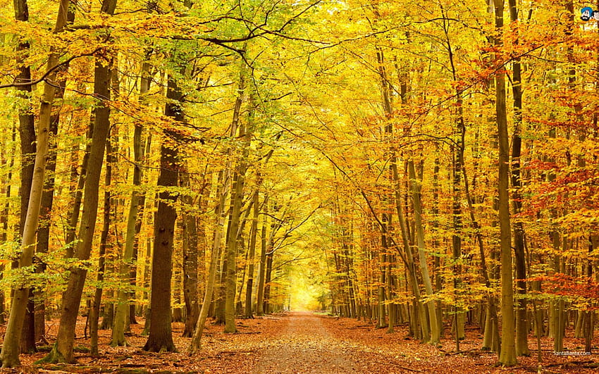 autumn, road, leaves, tree HD wallpaper
