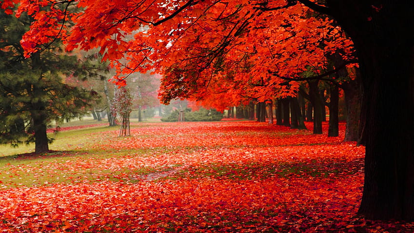 Herbstlandschaft, schöner Herbst HD-Hintergrundbild