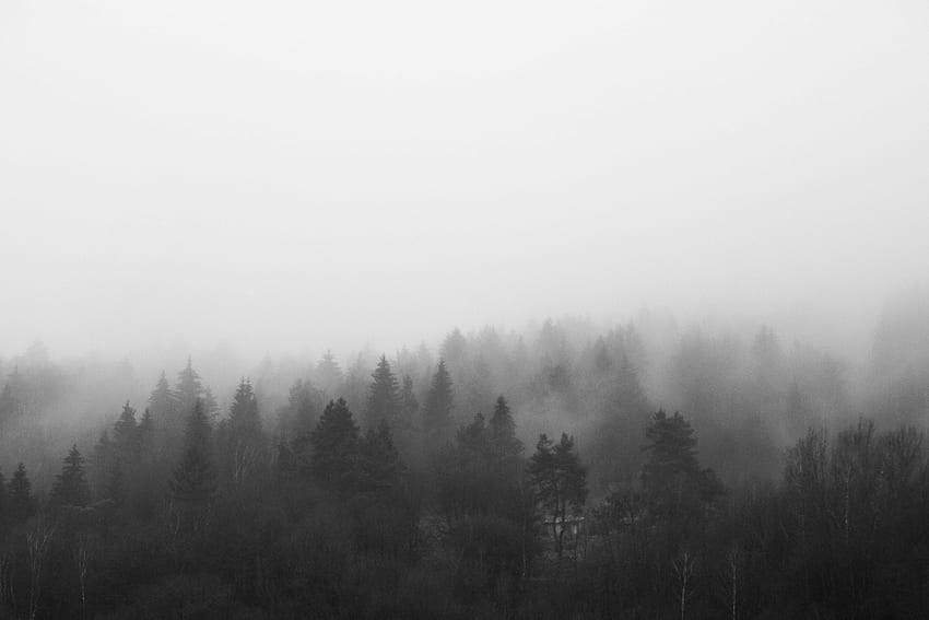 Bosque brumoso matutino en blanco y negro, bw, nubes • Para ti, estética brumosa fondo de pantalla