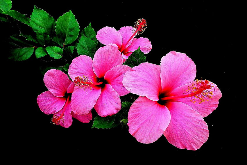 PINK HIBISCUS, pink, leaves, buds, flower, nature, petal HD wallpaper
