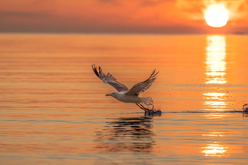 Animals, Sunset, Sea, Bird, Flight, Gull, Seagull HD wallpaper
