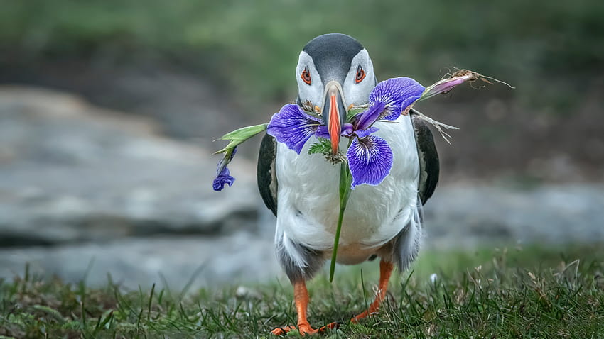 Puffin 새는 흐림 강 배경 새에 입에 보라색 꽃과 함께 잔디에 서 있습니다 HD 월페이퍼