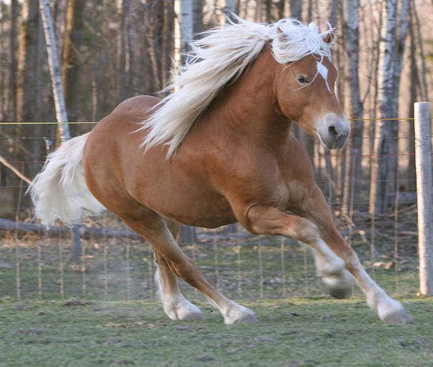 kuda poni halflinger, kastanye, kuda poni Wallpaper HD