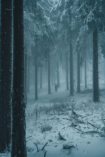 Winter, forest, girl, snow, night, pose, fog, trunks, dress, couples ...