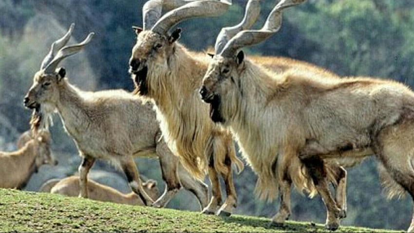 KPK government issues 3 licenses for hunting Markhor HD wallpaper