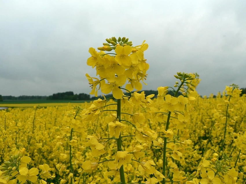 Field-of-Oilseed-Rape, , oilseed-rape, field, yellow, flowers HD wallpaper