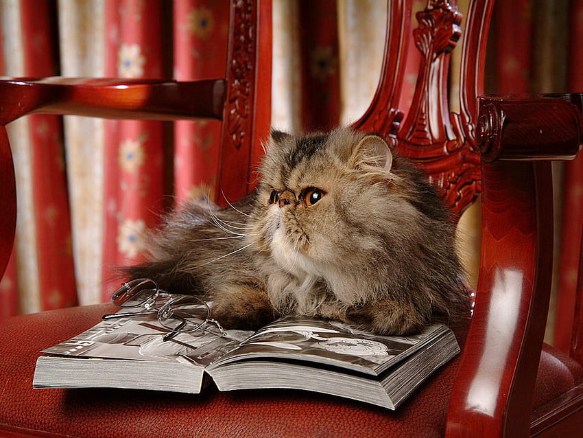 Gatto che legge un libro, animale, gattino, letto, libro, occhiali, gatto, felino Sfondo HD