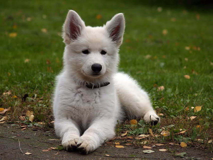 My Name is Hero, dog, fur, grass, white HD wallpaper | Pxfuel