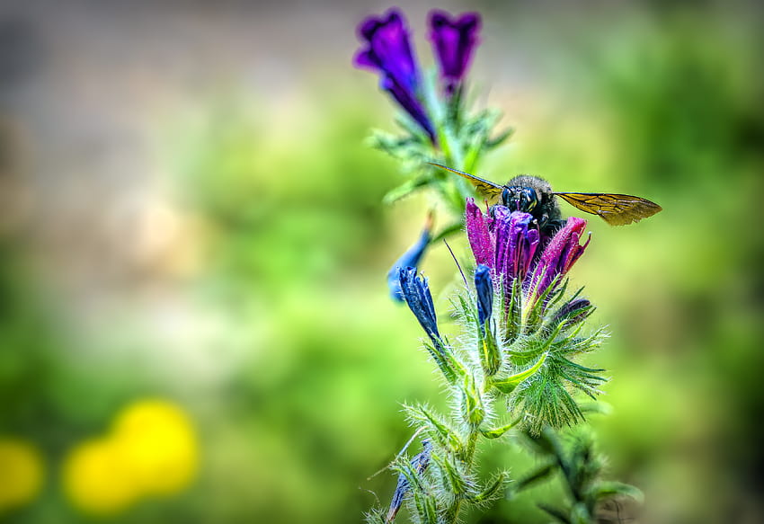 Blume, Makro, Biene, Nektar HD-Hintergrundbild