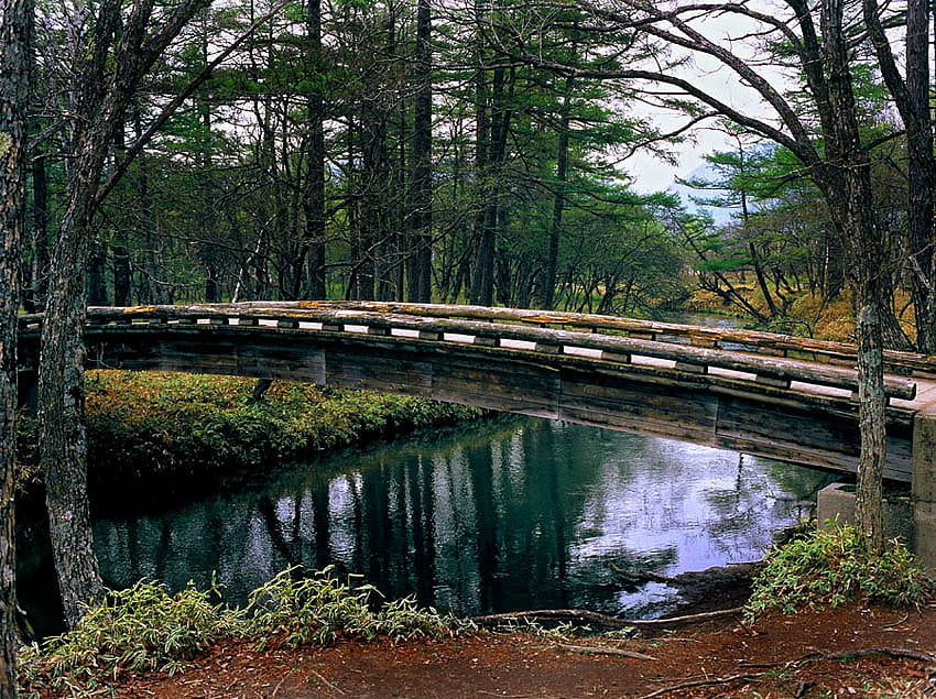 Berjalan melintasi hutan, biru, tempat, bersantai, rumput, jembatan penyeberangan, berjalan, keindahan, tenang, kayu, hijau, pohon, alam, langit, air, hutan Wallpaper HD