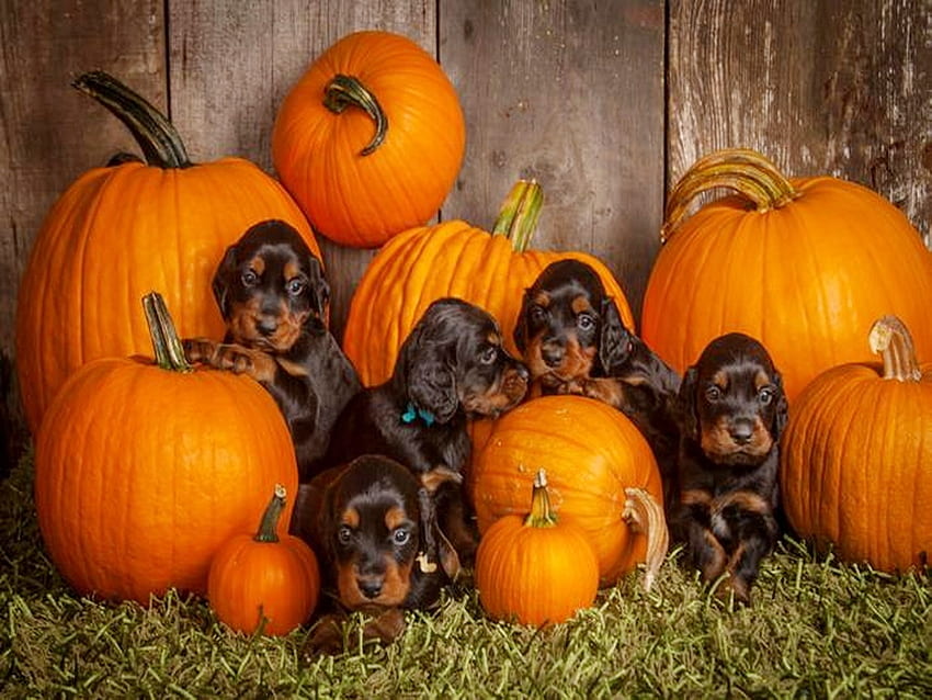 Puppies n pumpkins, pumpkins, puppies, brown, orange HD wallpaper