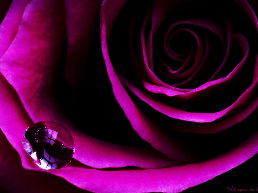 紫のキス。 jpg、バラ、紫、露のしずく、キス 高画質の壁紙
