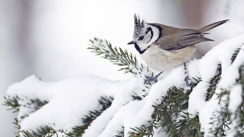 White Birds In Winter, Cute Winter Bird HD wallpaper
