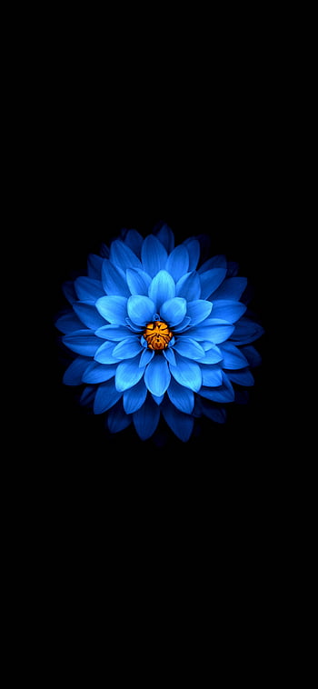 flowers blue and wallpaper image  Flower background wallpaper Flowers  photography Flower iphone wallpaper