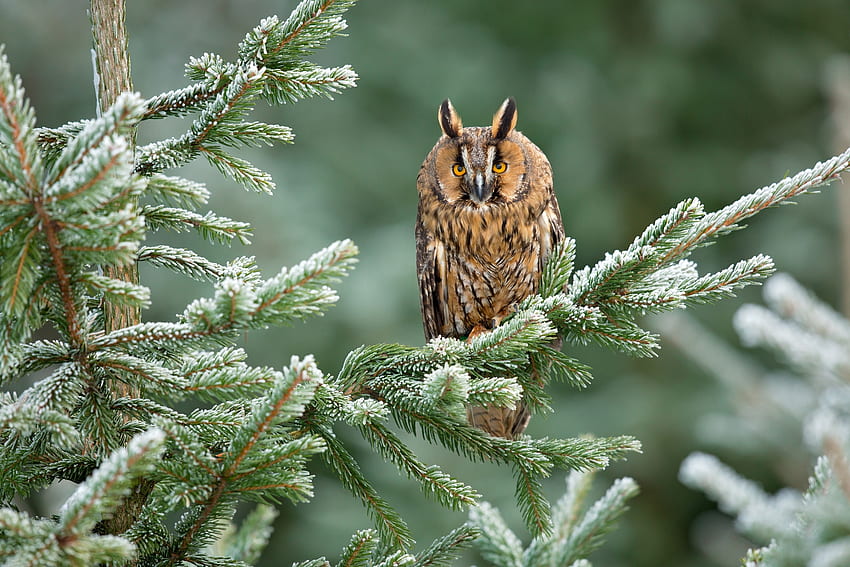 Owl, winter, frozen, bird, green, iarna, bufnita, pasari HD wallpaper
