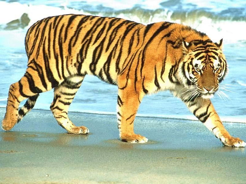 tiger in beach :D, animal, tigre, tiger HD wallpaper