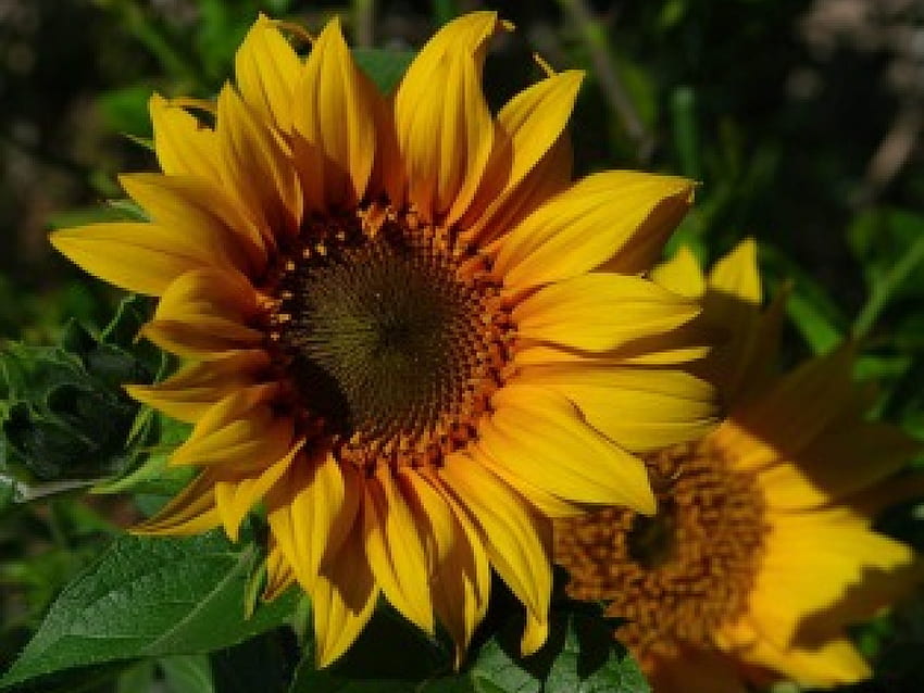 oszałamiający słonecznik, lato, słonecznik, żółty Tapeta HD