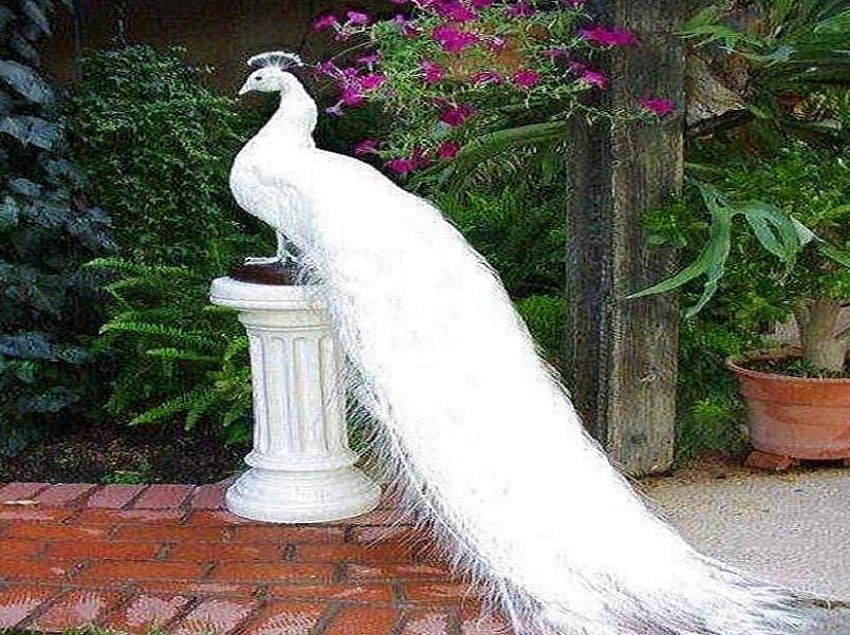 Peacock on a pedestal, long tail feathers, plants, white peacock, bushes, garden, flowers, pedestal HD wallpaper