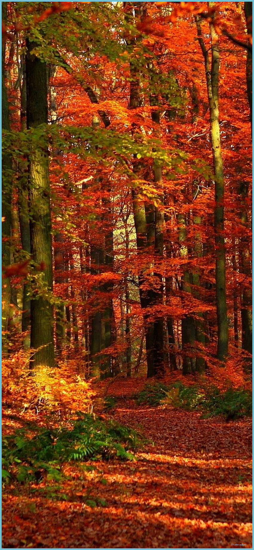 9K Fall For , IPad & IPhone - Autumn, Autumn HD phone wallpaper