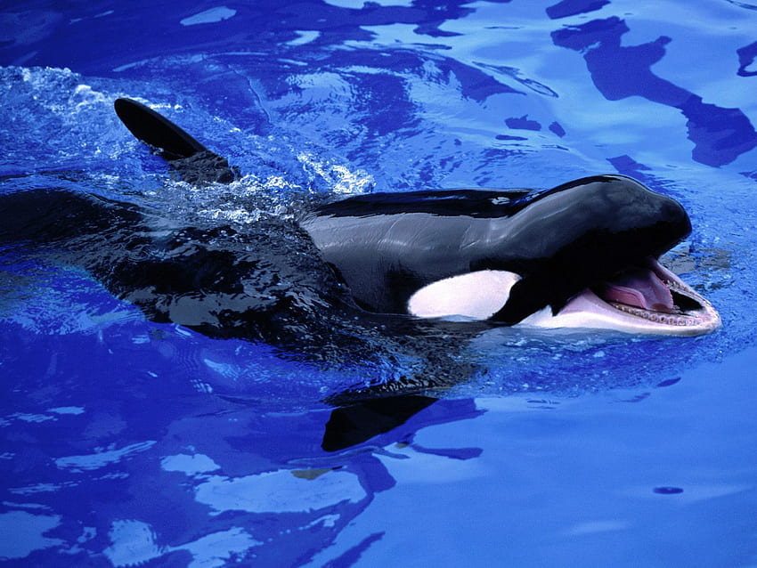 Feed Me!!! i'm hungry, blue water, killer whale HD wallpaper