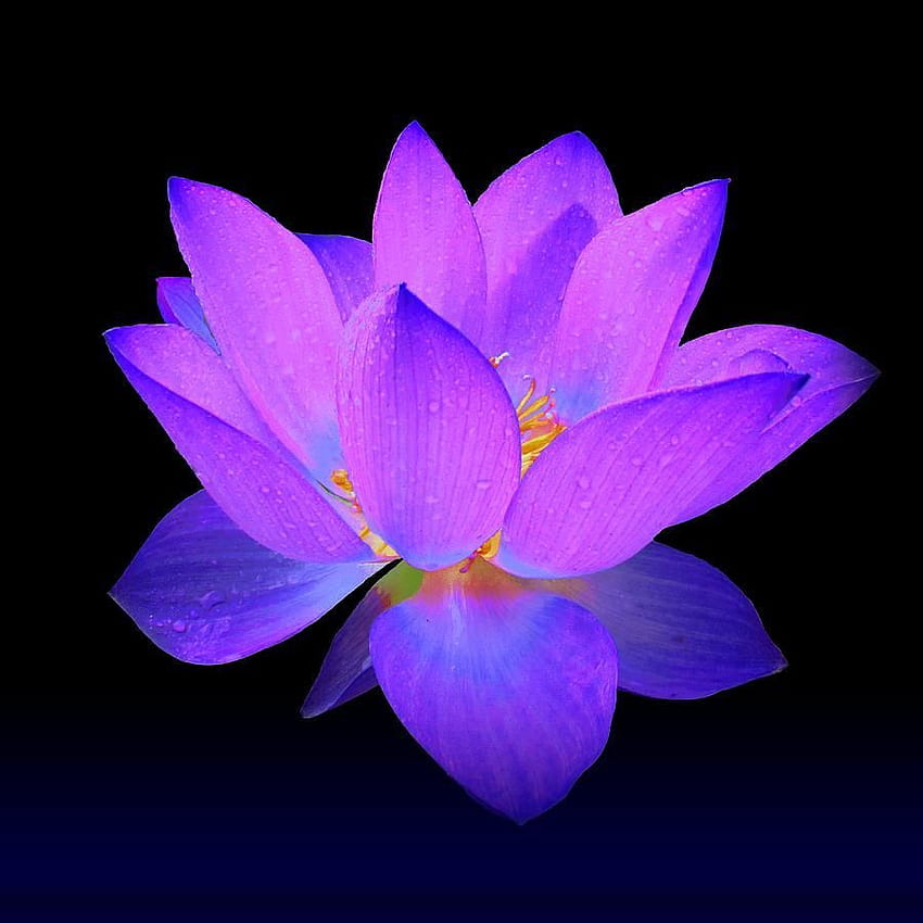 Evening Purple Lotus by David Dehner. Lotus flower , Flower , Lotus flower drawing HD phone wallpaper
