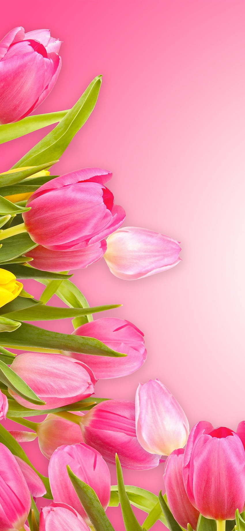 Tulipe rose Fond d'écran de téléphone HD