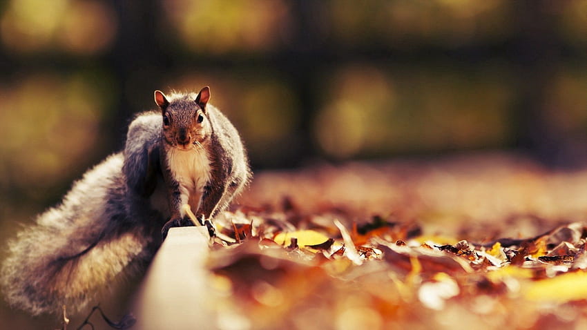 Animais, Esquilo, Outono, Folhas, Animal papel de parede HD