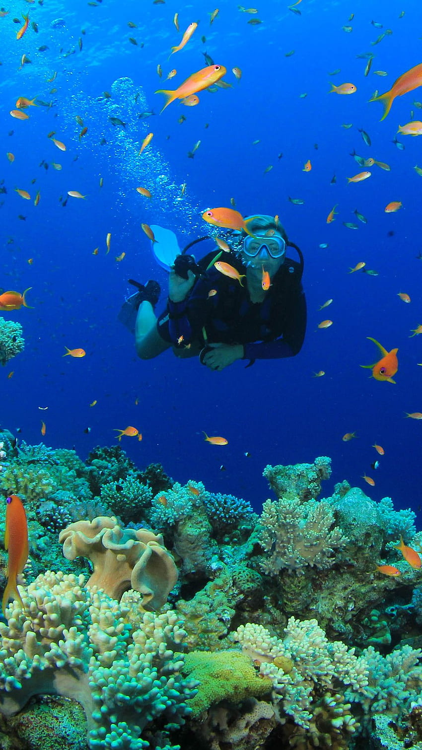 Scuba Diving for iPhone X, 8, 7, 6 HD phone wallpaper