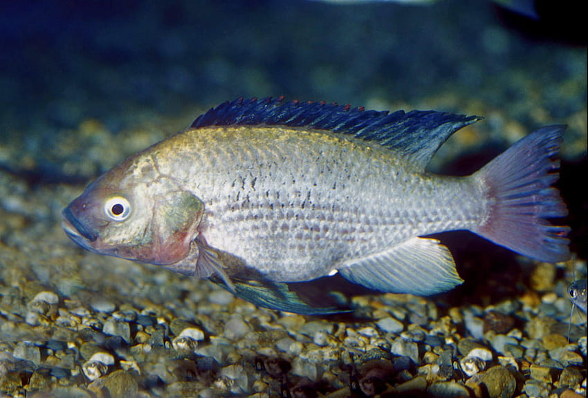 Floating Tilapia and . Cute Floating Tilapia HD wallpaper | Pxfuel