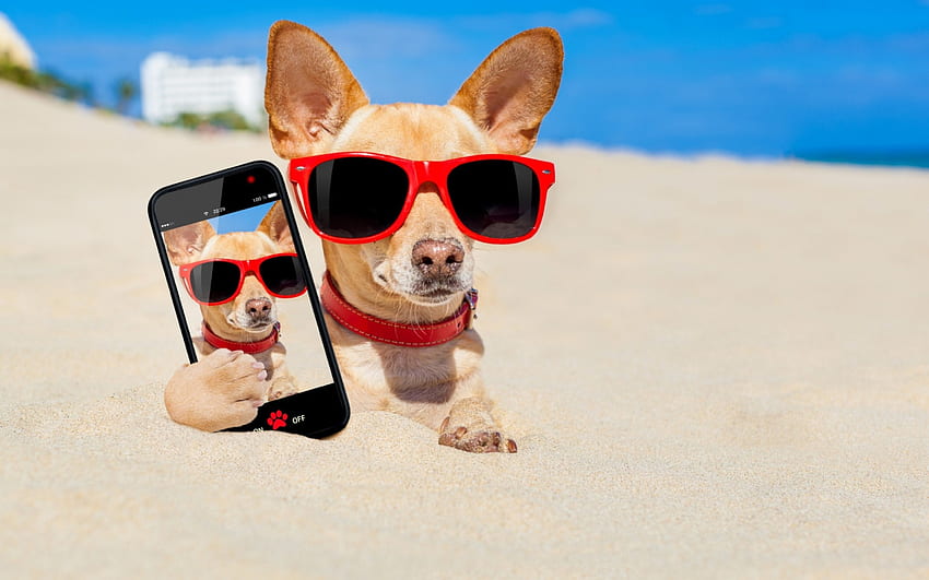 Selfie, niebieski, pies, zwierzę, piasek, telefon, plaża, lato, okulary przeciwsłoneczne, czerwony, zabawny, chihuahua Tapeta HD