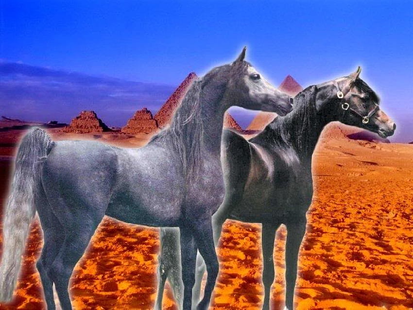 Two horses horse animals horses love HD wallpaper  Peakpx