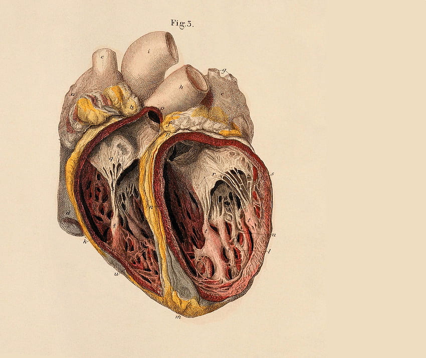 Anatomie Best Of Skeleton Anatomy Medical Inspiration - Left of the Hudson, Medical Illustration HD-Hintergrundbild