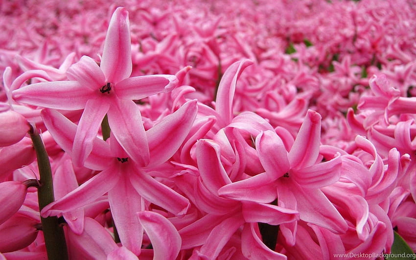 Pink Hyacinth Background HD wallpaper