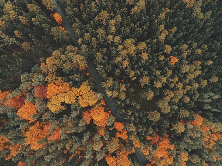 ธรรมชาติ ต้นไม้ ดูจากด้านบน ป่า วอลล์เปเปอร์ HD