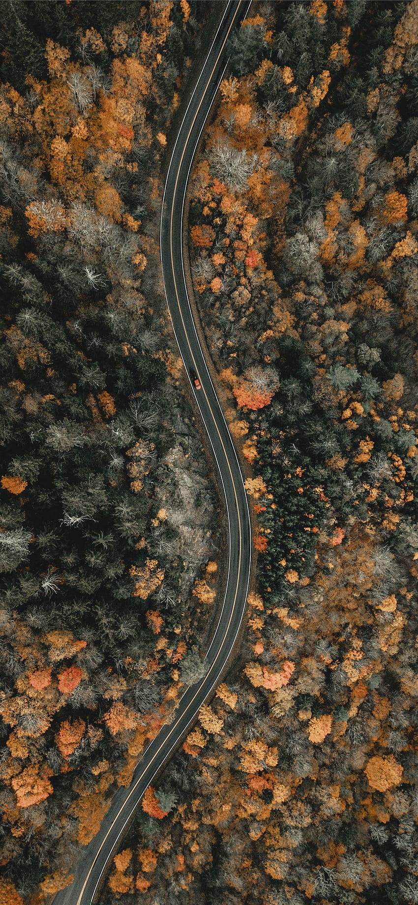 aerial view of trees during daytime iPhone SE, North Carolina HD phone wallpaper