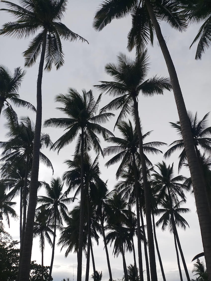 Nature, Trees, Palms, Bw, Chb, Tropics HD phone wallpaper