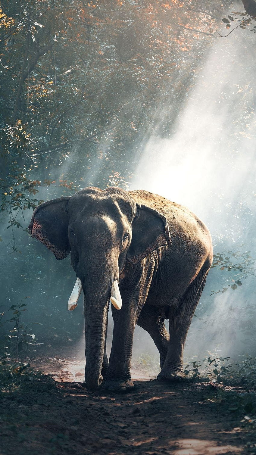 Rose Gold Elephant iPad, Hindu Elephant HD phone wallpaper