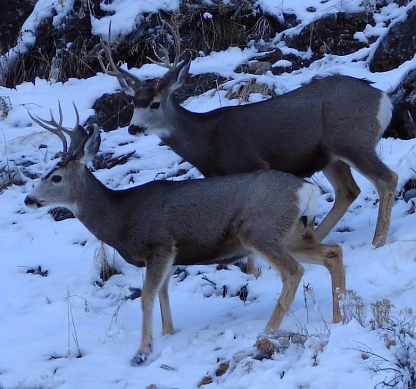 Mule Deer in Snow, dólares, veados, animais, neve, natureza, veado-mula papel de parede HD