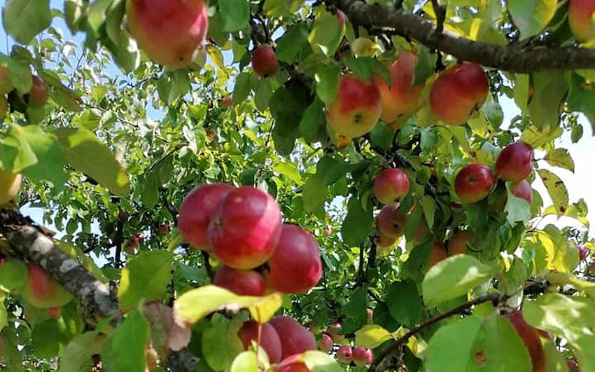Jabłka, Łotwa, owoce, drzewo Tapeta HD