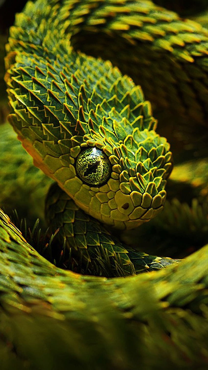 Snake , Serpente creativo , Full, Viper Snake iPhone Sfondo del telefono HD